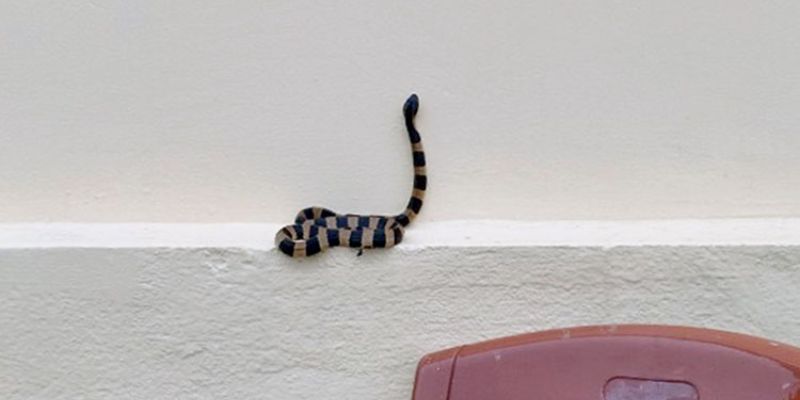 Giải mã giấc mơ thấy rắn vào nhà